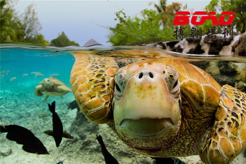 惠州巽寮灣海龜國(guó)家級(jí)自然保護(hù)區(qū) 惠州巽寮灣海龜國(guó)家級(jí)自然保護(hù)區(qū)